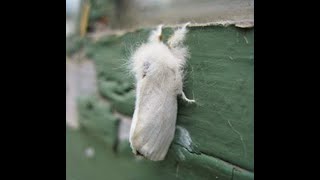 Browntail moth research in Waterville could help other Maine communities [upl. by Eenahc]