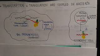 Transcription and translation are coupled in bacteria in hindi Molecular Basis Of Inheritance [upl. by Ztnaj]