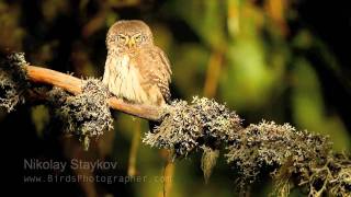 Врабчова кукумявка  Pygmy Owl [upl. by Thevenot]