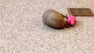 Rollie a southern threebanded armadillo playing [upl. by Jacoby481]