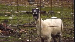 goat shouting meme [upl. by Enoj]