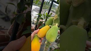 Papaya Garden At Home viral fruitgarden fruitplants farming carving fruittrees [upl. by Arundell763]