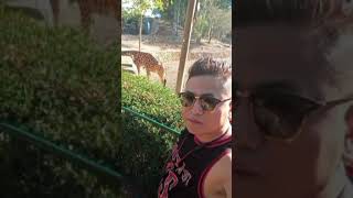 Giraffe🦒safari zoo giraffelover giraffeshots animals sujanvlogs1994 [upl. by Yahsram717]