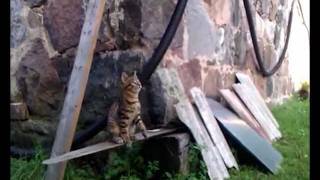 Funny Cat Playing Basketball [upl. by Aicerg226]