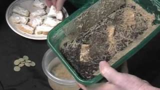 Whiteworms raising for tropical fish food [upl. by Wachter]