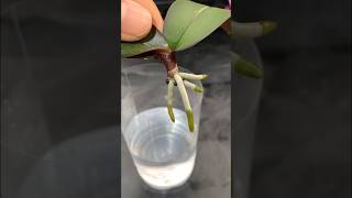 Grow orchids without watering garden tips [upl. by Joela]