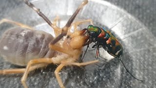 낙타거미 VS 타이거 비틀 누구의 턱힘이 더 강할까 Solifugae VS Tiger Beetle [upl. by Cathy]