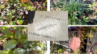 『植物VLOG』秋のメンテナンス！なんとよく見るあいつが現れた！！ [upl. by Amorete]