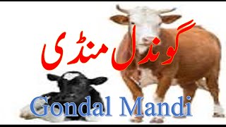 Gondal MandiGondal Cattle Mandi Attock Pakistan گوندل منڈی مویشاں اٹک پاکستان [upl. by Ajtak720]