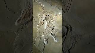 Archaeopteryx The First Bird [upl. by Ayihsa]