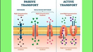 Transport across cell membrane passive transportDiffusion osmosisphysiology [upl. by Irolam536]