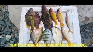 Jenis Jenis Ikan Karang Di Dermaga Teluk LombokMasih Habitat Ikan Karang [upl. by Wolfram660]