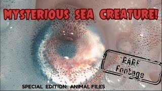 RARE FOOTAGE Paper Nautilus Argonaut Rescues Her Babies octopus octopusfacts seacreatures [upl. by Oreste]