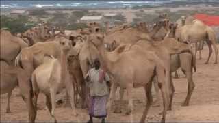 Somalia Livestock [upl. by Alorac110]