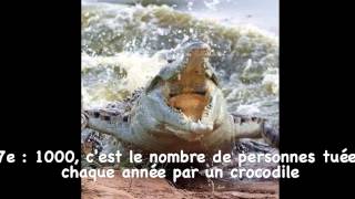 Top 10 des animaux les plus dangereux du monde [upl. by Hannibal582]