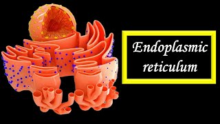 Endoplasmic reticulum [upl. by Maisie]