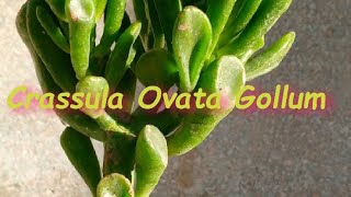 Crassula Ovata Gollum [upl. by Bottali]