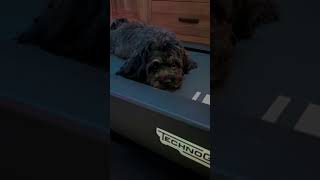 Not on the treadmill🥰🤭☀️☀️ dog dogslife doglover [upl. by Auqenaj]