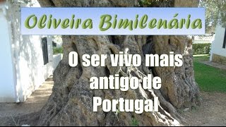 Oliveira Bimilenária  O ser vivo mais antigo de Portugal [upl. by Krishna800]