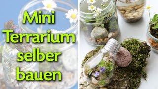 Mini Terrarium selber bauen  Anleitung  Talude [upl. by Iruyas71]