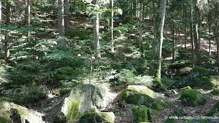 În pădure  Im Wald  In the forest  Rumänische Wörter [upl. by Isla]