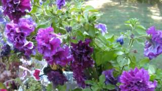 Double Petunias With Music [upl. by Wilfreda]