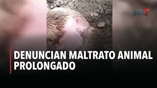 Denuncian maltrato animal prolongado [upl. by Galan]