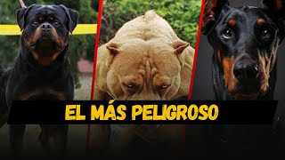 LOS 10 PERROS MÁS PELIGROSOS DEL MUNDO 2023 [upl. by Aneema856]