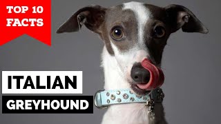 Italian Greyhound  Top 10 Facts [upl. by Anelat]