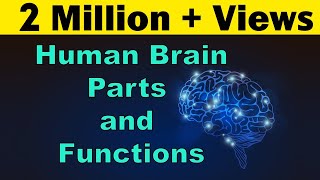 Human Brain  Parts amp Functions  Cerebrum amp Cerebellum  Biology  LetsTute [upl. by Aizat709]