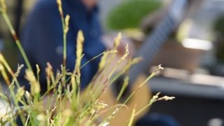 A Song of Early Spring arranged by Toru Takemitsu Claudio Tumeo guitarist [upl. by Ennailuj]