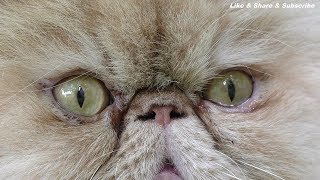 4K  Katze  Perserkatze  Perserkater Fotomodel  video background hd [upl. by Fabria]