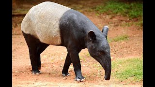 INDIAN SMALL ELEPHENT  ELEPHENT  Tapir information Documentary South American tapir infopediajm [upl. by Anyer]