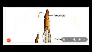 Hemichordata PhylumClassification Of Hemichordata Phylum With ExamplesNon Chordata [upl. by Faustena482]