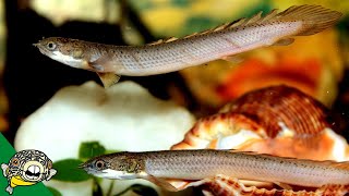 Senegal Bichir Care Guide  polypterus senegalus  Aquarium CoOp [upl. by Banky26]