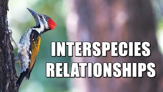 ScienceMan Lesson – Interspecies Relationships Mutualism Commensalism Parasitism [upl. by Goines233]