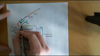 G Protein Coupled Receptors Part 4 [upl. by Zolner630]