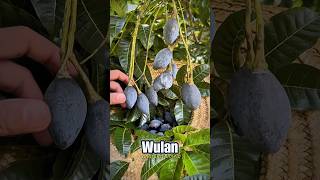 Zaitun Hitam China Mirip Kemayau Kalimantan buah kemayau shorts [upl. by Nebeur154]