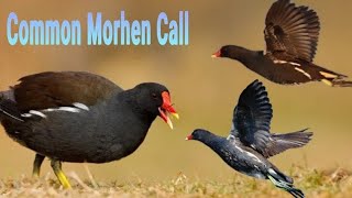 Suara Pikat Burung Madar Batu  common moorhen calling [upl. by Beka]