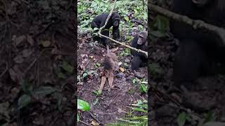 BRUTAL CHIMPANZEES OF MAHALE [upl. by Oniram]