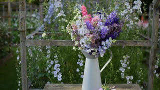 GrowALong Larkspur Delphinium consolida [upl. by Wendie]