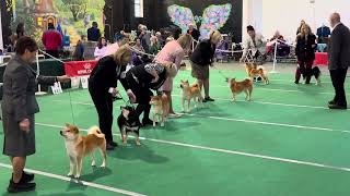 2024 SFNC Saturday Specialty  Best of Breed competition [upl. by Triley]