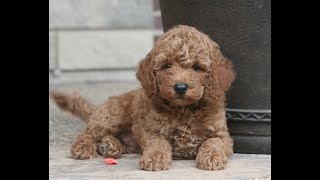 Miniature PoodleMoyen Poodle Puppies for Sale from Indiana Breeder [upl. by Melville]