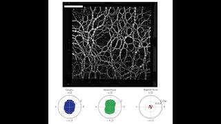 Anisotropy of photoelastic granular material under uniaxial compression [upl. by Fillbert]