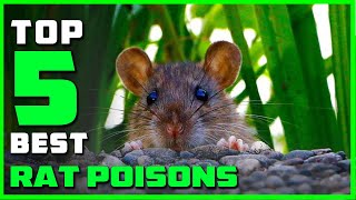 Top 5 Best Rat Poisons Review in 2024  See This Before You Buy [upl. by Ynna]