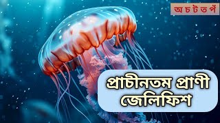 পৃথিবীর প্রাচীনতম প্রাণী জেলিফিশ Jellyfish। Animal। Earth। World [upl. by Kcirrej]