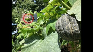 Tetsukabuto Squash A Delicious Pest and DiseaseResistant Winter Squash [upl. by Nyleimaj]