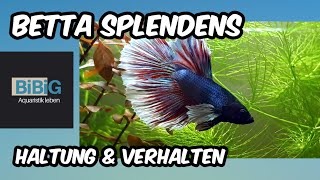 Mein Betta Splendens quotElephant Earquot  Haltung der Hochzuchtform  Fischenzyklopädie  BiBiG [upl. by Malcolm]