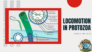 Ignou BZYCT131 Protozoans Part 10 [upl. by Peckham]