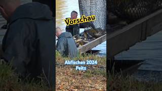 Vorschau  Abfischen 2024 Peitzer Teiche short [upl. by Yonah]